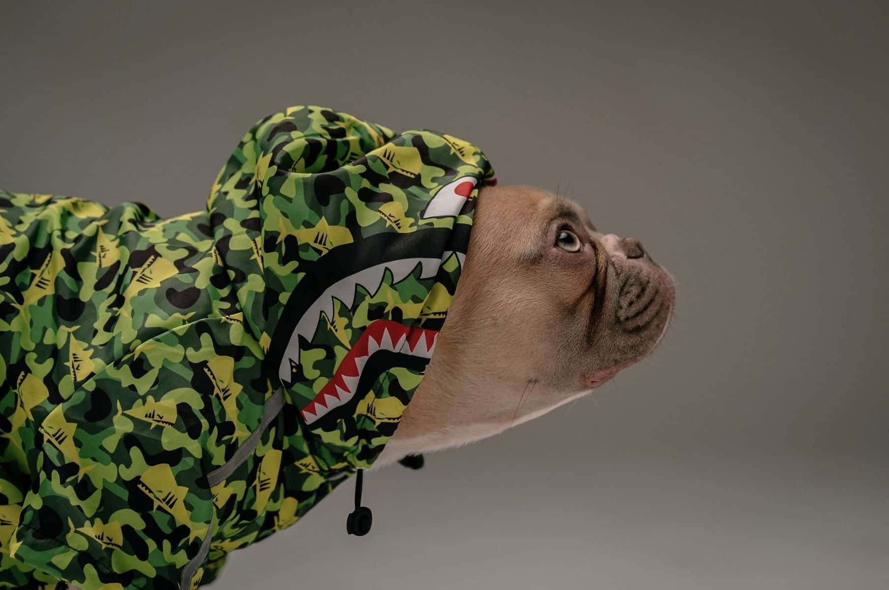 Dog wearing a Bape hoodie